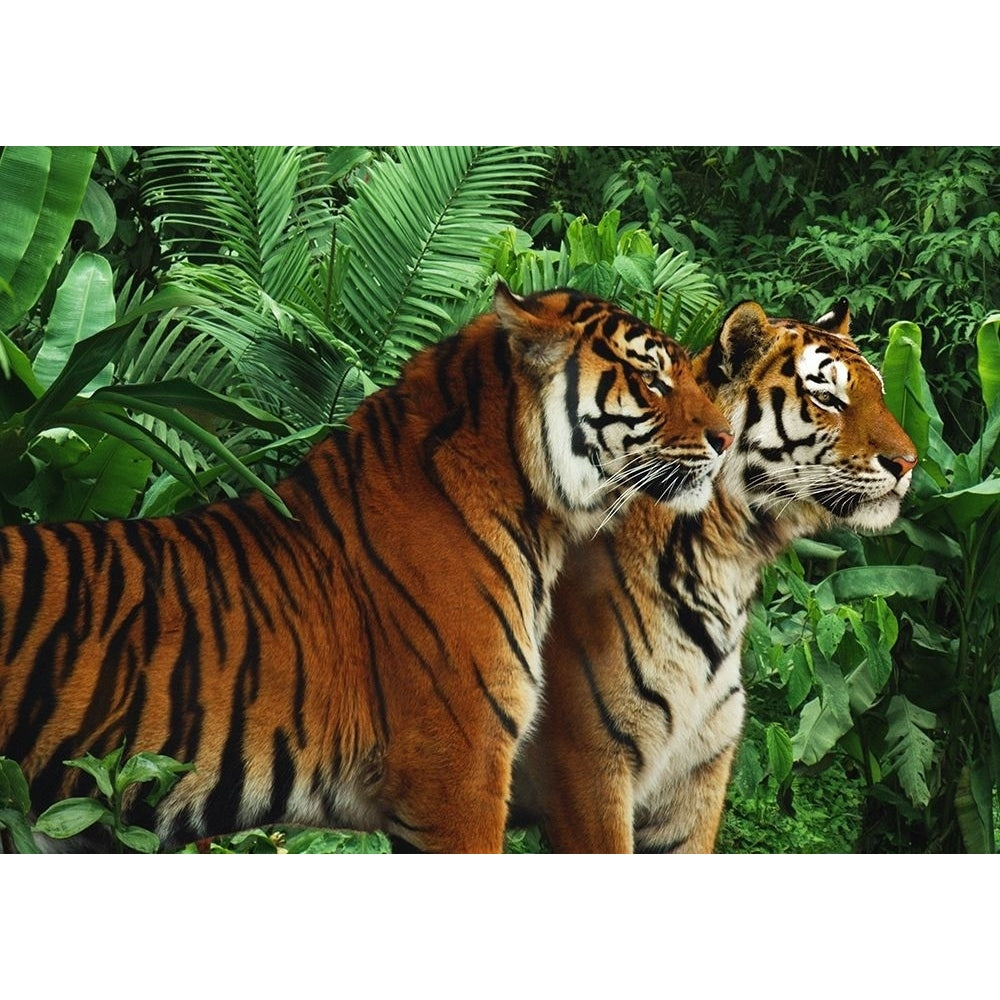 Two Bengal Tigers Poster Print by Pangea Images Pangea Images-VARPDX3AP5164 Image 1