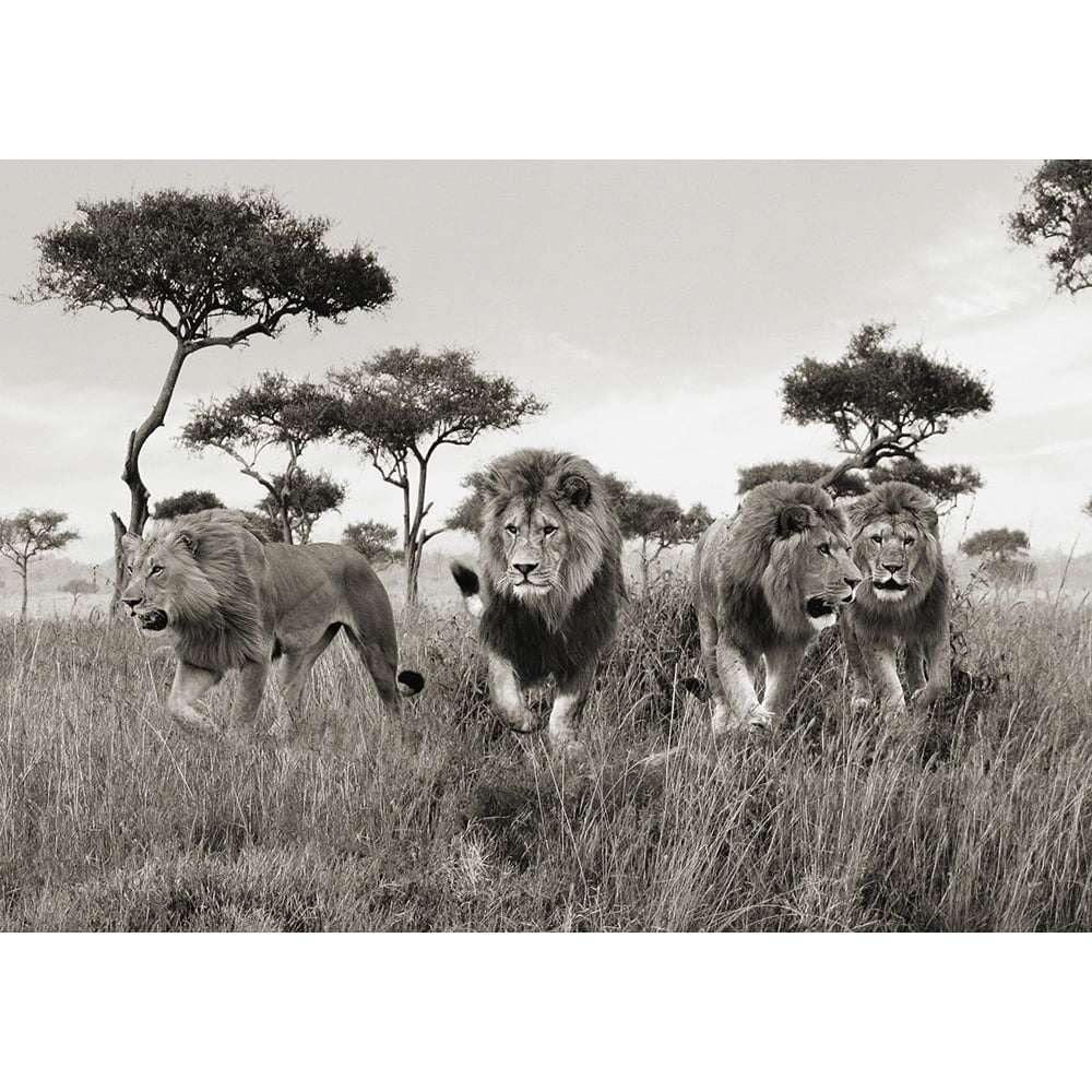 Brothers- Masai Mara- Kenya Poster Print by Pangea Images Pangea Images-VARPDX3AP5167 Image 1