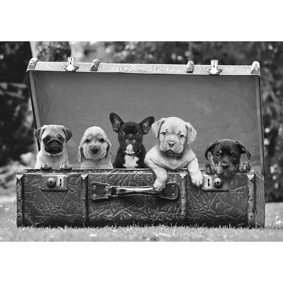 Dog Pups in a Suitcase-VARPDX3AP6150 Image 1