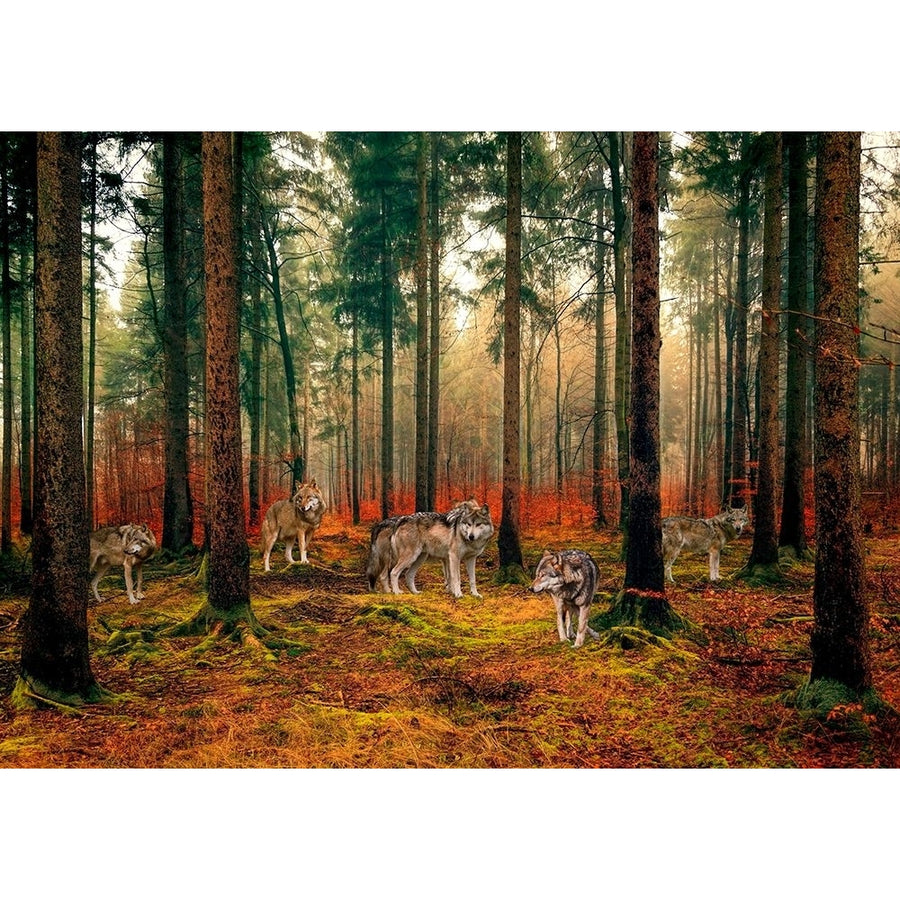 Pack of Wolves in the Woods Poster Print - Pangea Images-VARPDX3AP6155 Image 1