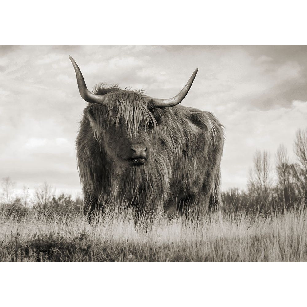 Scottish Highland Cattle-VARPDX3AP6281 Image 1