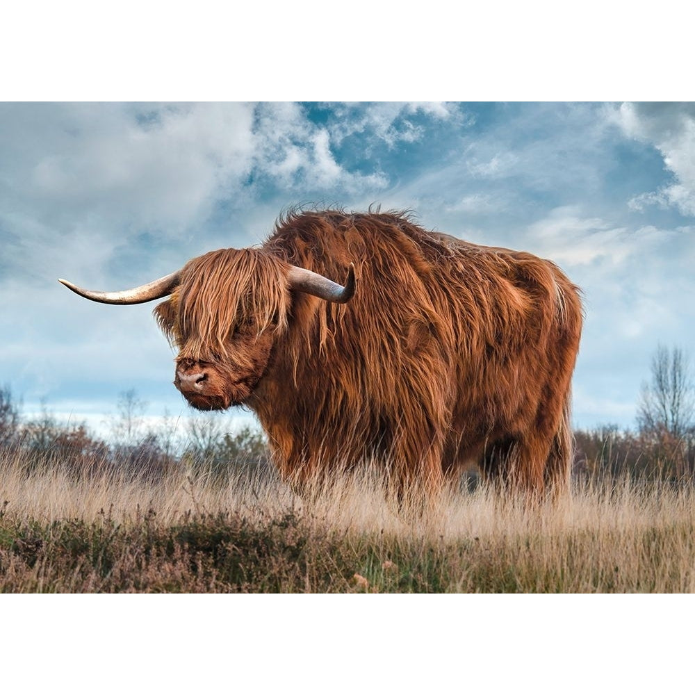 Scottish Highland Bull Poster Print - Pangea Images-VARPDX3AP6279 Image 1