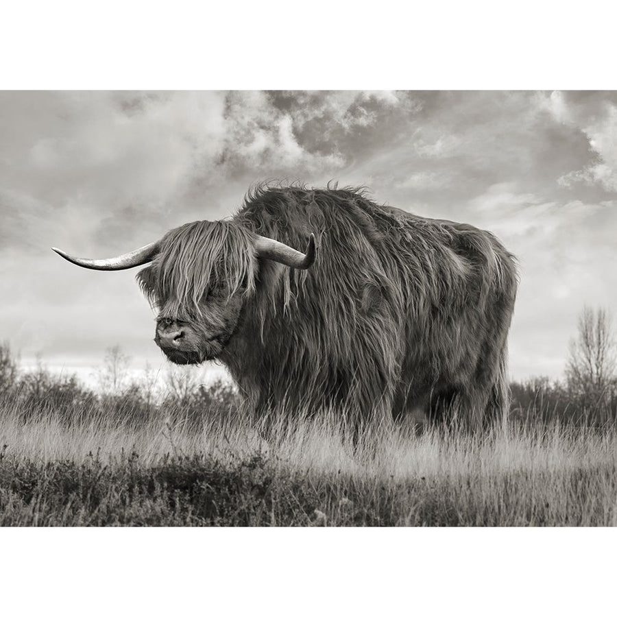 Scottish Highland Bull-VARPDX3AP6280 Image 1