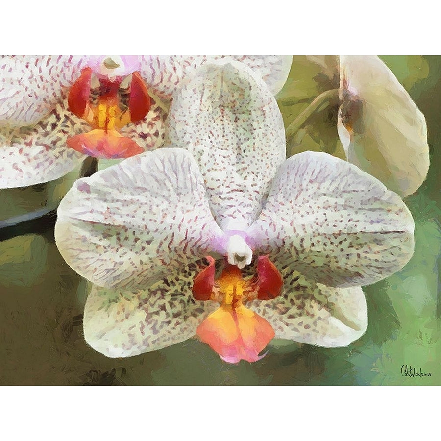 Orchids XXII Poster Print - Celito Medeiros-VARPDX3CFM11989 Image 1