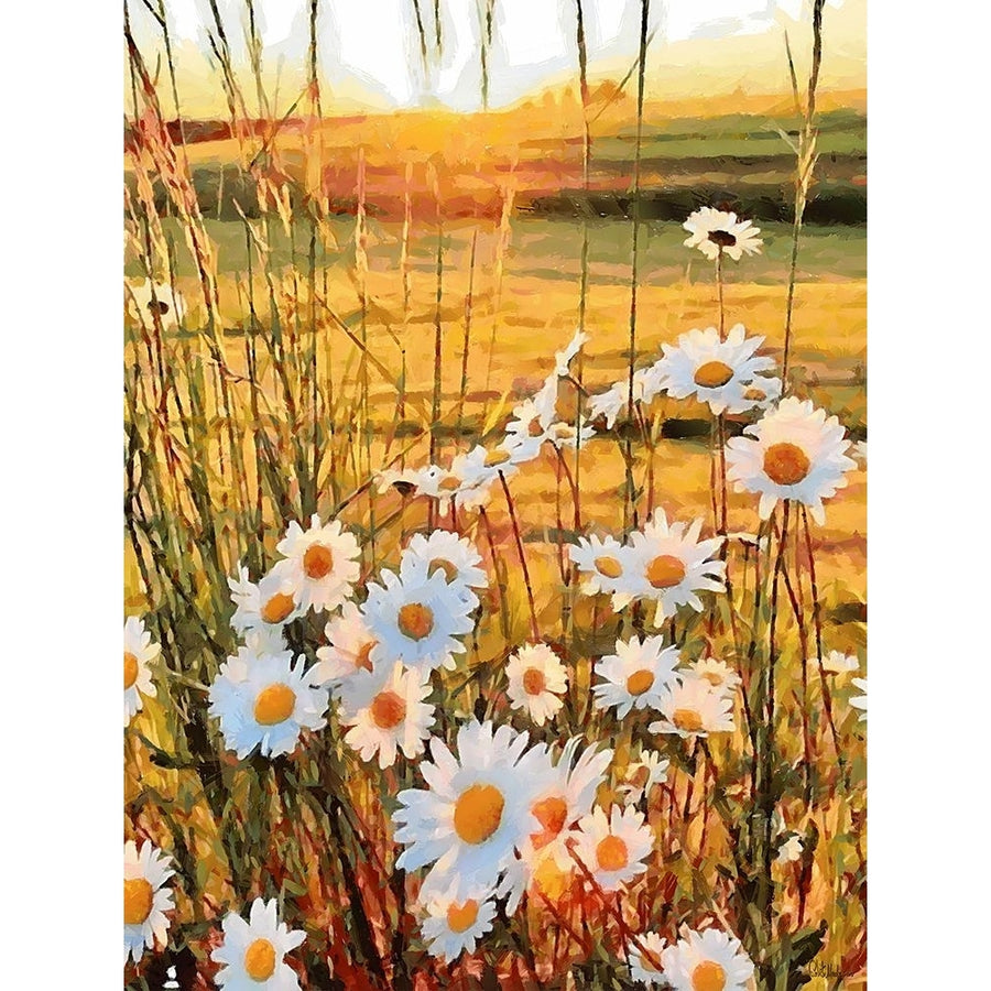 Daisies on the Meadow Poster Print - Celito Medeiros-VARPDX3CFM19136 Image 1