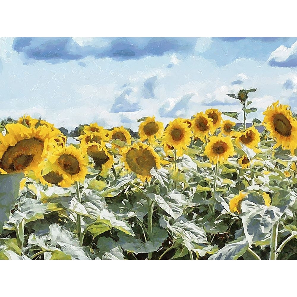 Many Sunflowers Poster Print - Celito Medeiros-VARPDX3CFM19409 Image 1