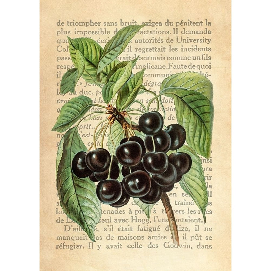 Cherries- After J Wright Poster Print by Remy Dellal-VARPDX3DE5339 Image 1