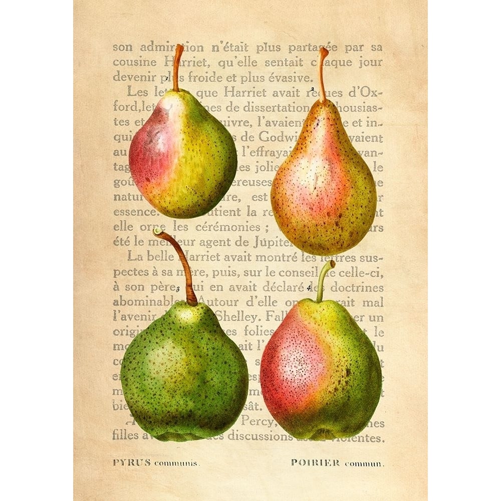 Pears- After Redoute Poster Print by Remy Dellal-VARPDX3DE5343 Image 1