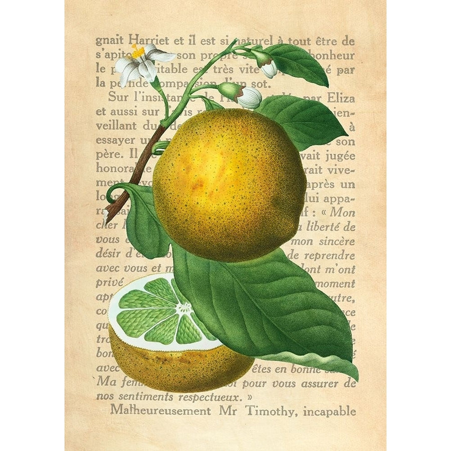 Grapefruit- After Redoute Poster Print by Remy Dellal-VARPDX3DE5342 Image 1