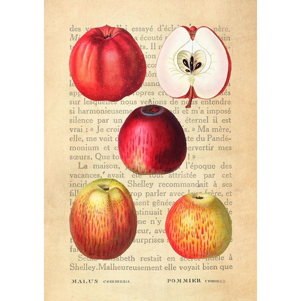 Apple- After Redoute Poster Print by Remy Dellal-VARPDX3DE5340 Image 1