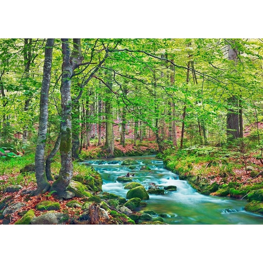 Forest brook through beech forest- Bavaria- Germany Poster Print by Frank Krahmer-VARPDX3FK5194 Image 1