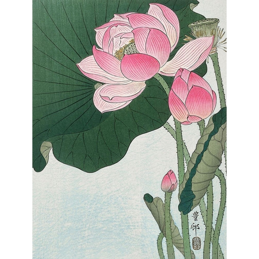 Blooming lotus flowers Poster Print by Ohara Koson-VARPDX3JP5035 Image 1