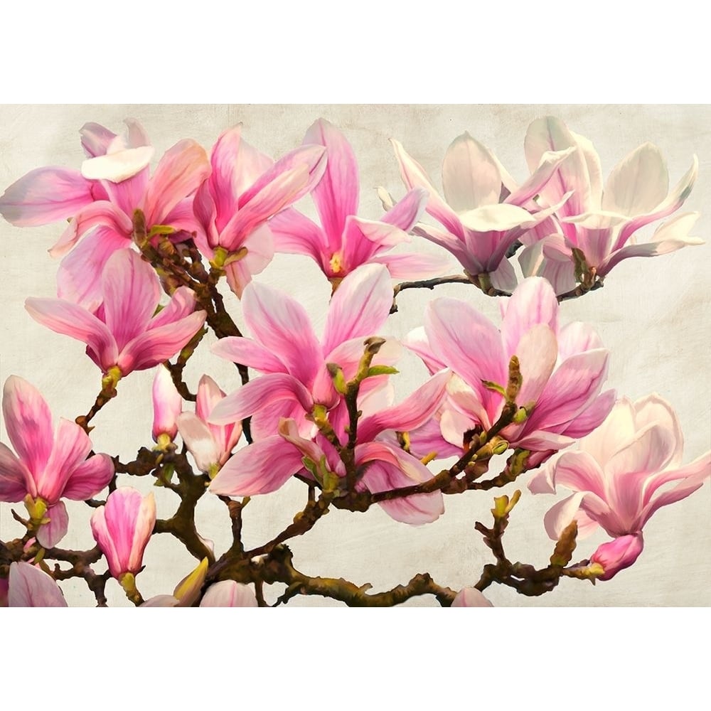 Magnolia Branch - neutral by Luca Villa-VARPDX3LC5523 Image 1