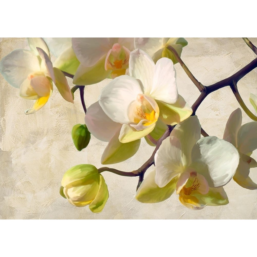 Orchid in the sun Poster Print by Luca Villa-VARPDX3LC5329 Image 1