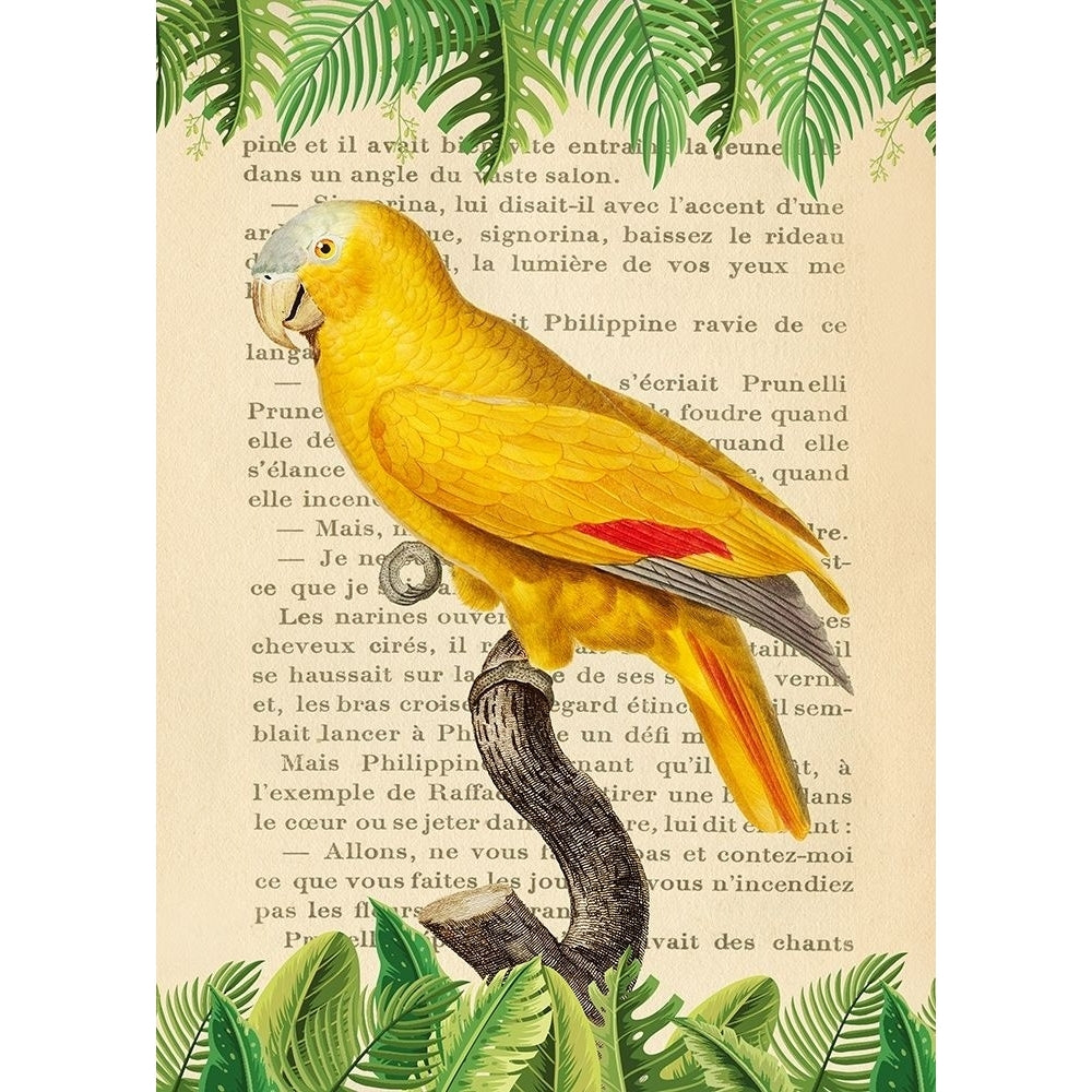 The Blue-Fronted Parrot- After Levaillant Poster Print by Stef Lamanche-VARPDX3SL5352 Image 1