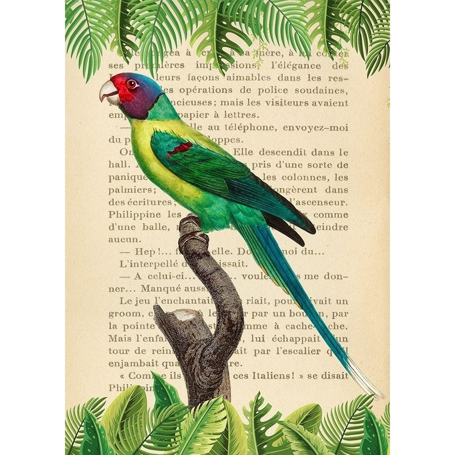 The Plum-Headed Parakeet- After Levaillant Poster Print by Stef Lamanche-VARPDX3SL5356 Image 1