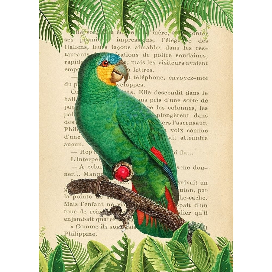 The Orange-Winged Amazon- After Levaillant Poster Print by Stef Lamanche-VARPDX3SL5354 Image 1