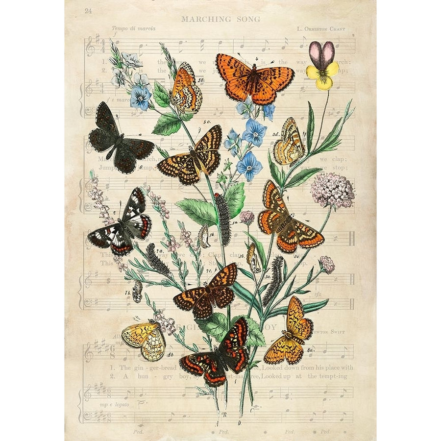 European Butterflies- After Kirby Poster Print by Stef Lamanche-VARPDX3SL5361 Image 1