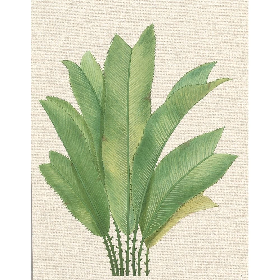 Palm Fronds I Poster Print - Unknown-VARPDX4010 Image 1