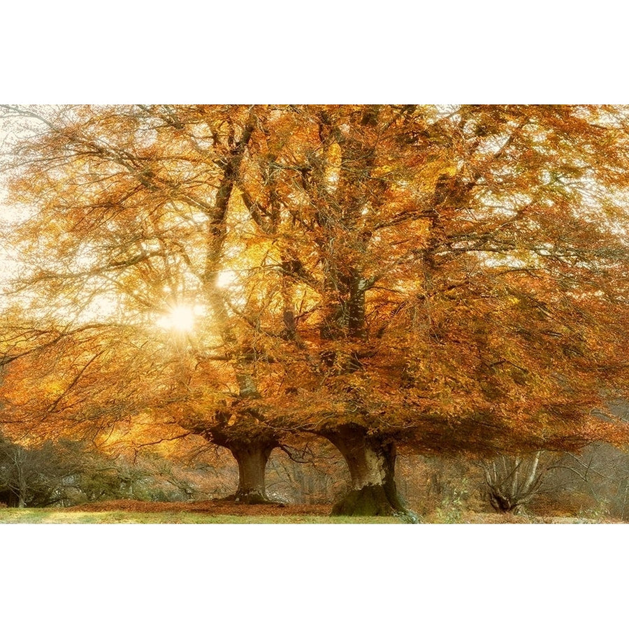 Couple of Beeches Poster Print by Lars Van de Goor-VARPDX40217 Image 1