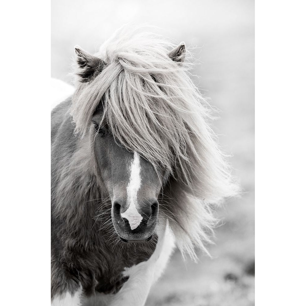 Shetland Summer Poster Print by Martin Zwick-VARPDX40274 Image 1