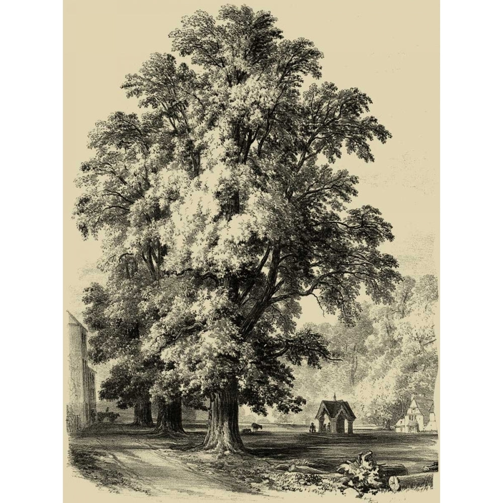 The Elm Tree Poster Print - Unknown-VARPDX40600D Image 1