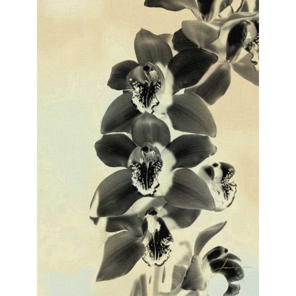 Orchid Blush Panels IV Poster Print - James Burghardt-VARPDX40670D Image 1