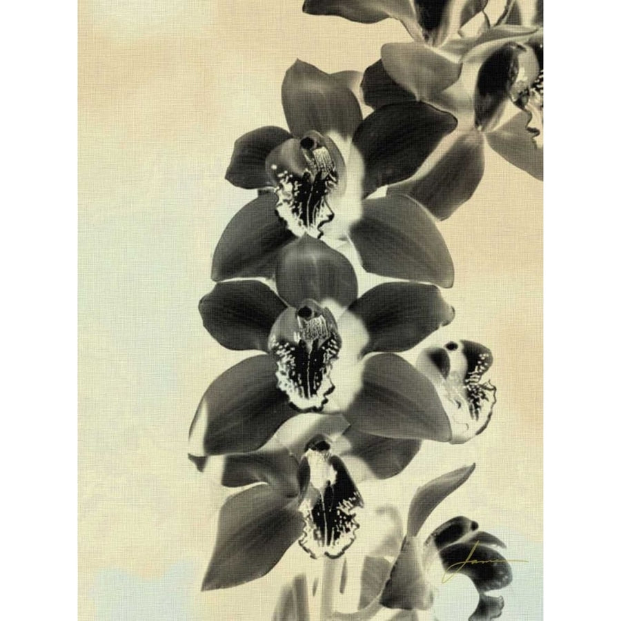 Orchid Blush Panels IV Poster Print - James Burghardt-VARPDX40670D Image 1