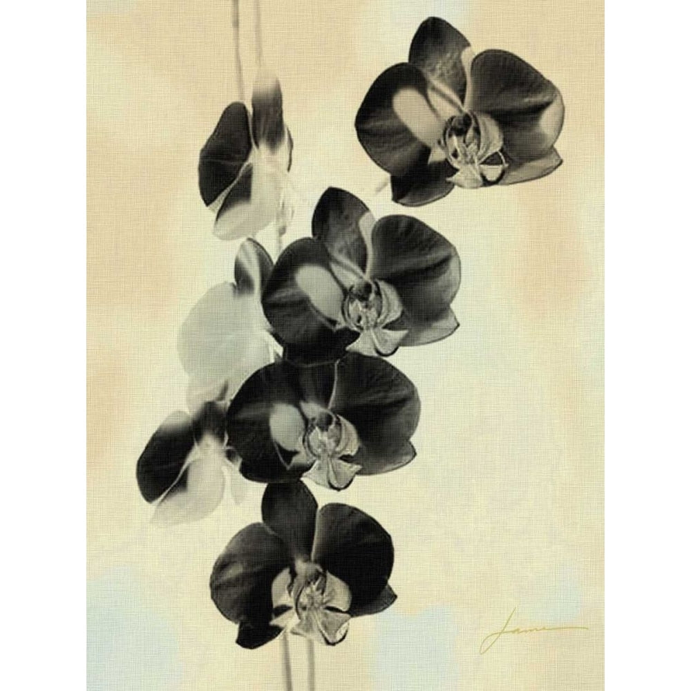 Orchid Blush Panels III Poster Print - James Burghardt-VARPDX40669D Image 1