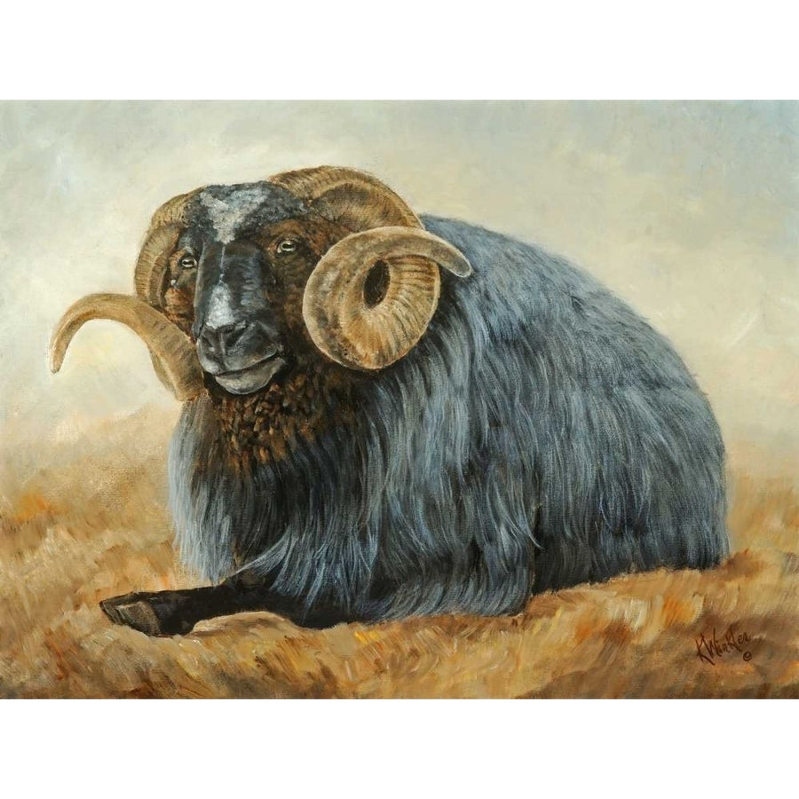 Baa Baa Black Sheep Poster Print - Kathy Winkler-VARPDX40678GG Image 1