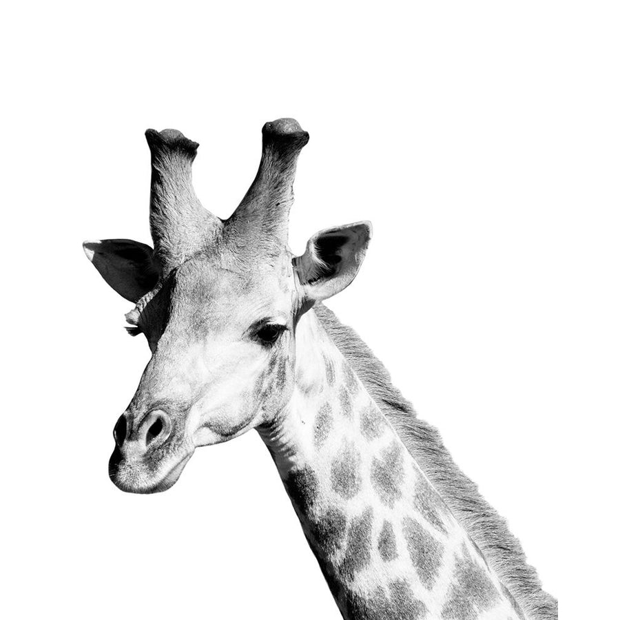 Safari Giraffe Poster Print by Cindy Miller Hopkins-VARPDX40730 Image 1