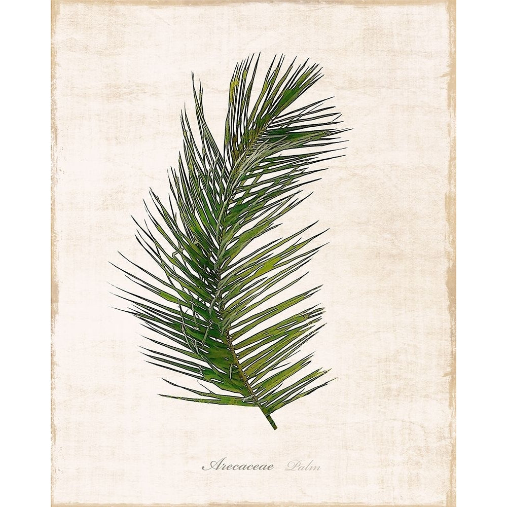 Palm Botanical II Poster Print by Natalie Carpentieri-VARPDX41006 Image 1