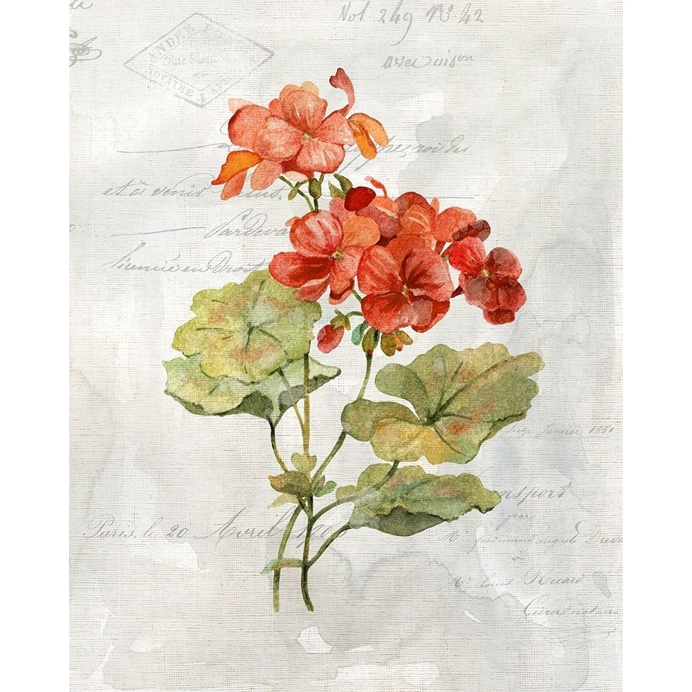 Linen Geranium Poster Print by Carol Robinson-VARPDX41007 Image 1