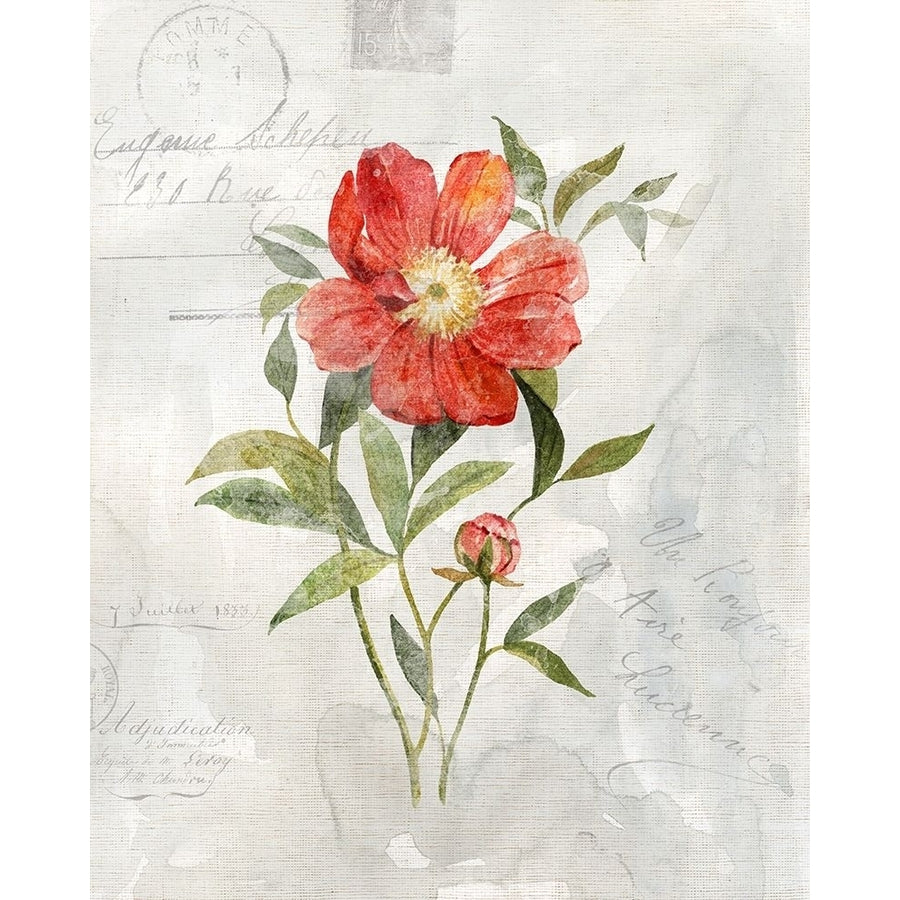 Linen Peony Poster Print by Carol Robinson-VARPDX41009 Image 1