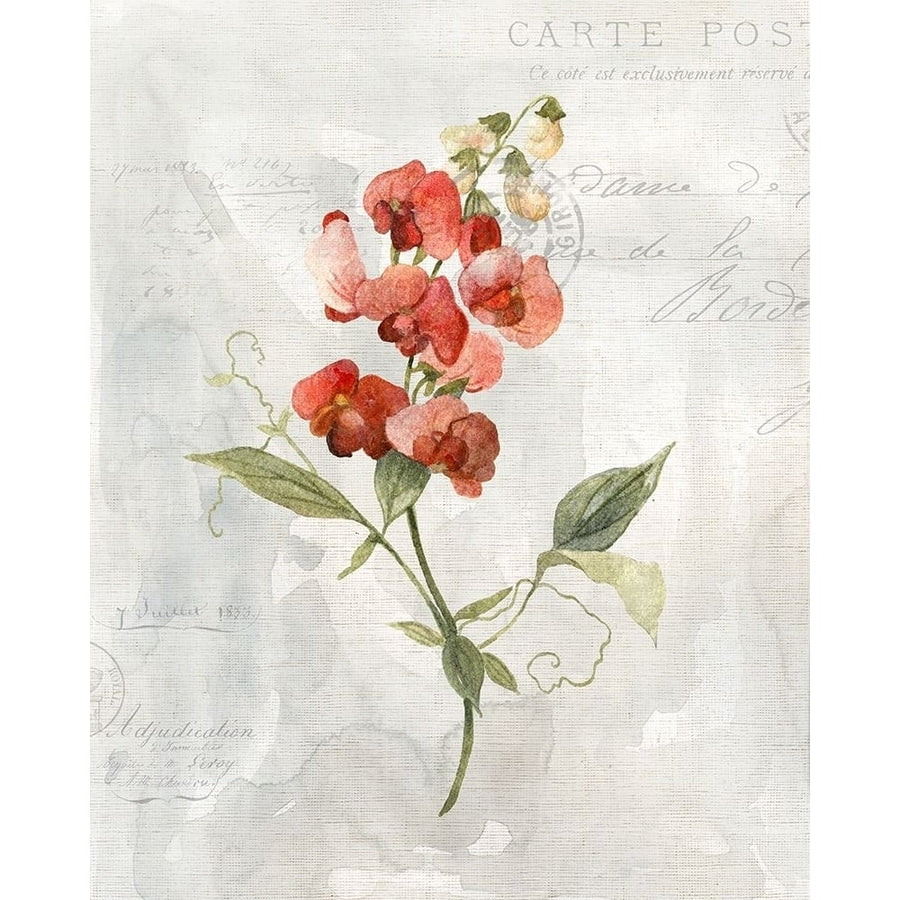 Linen Sweet Pea Poster Print by Carol Robinson-VARPDX41008 Image 1