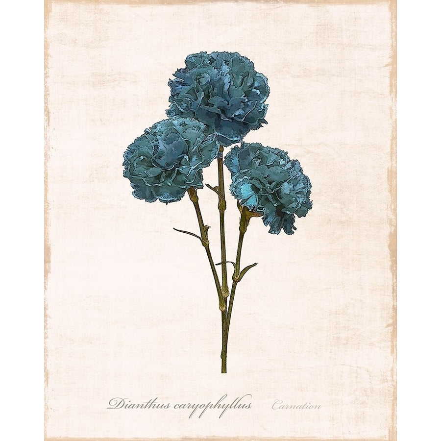 Sketchbook Carnation Poster Print by Natalie Carpentieri-VARPDX41042 Image 1