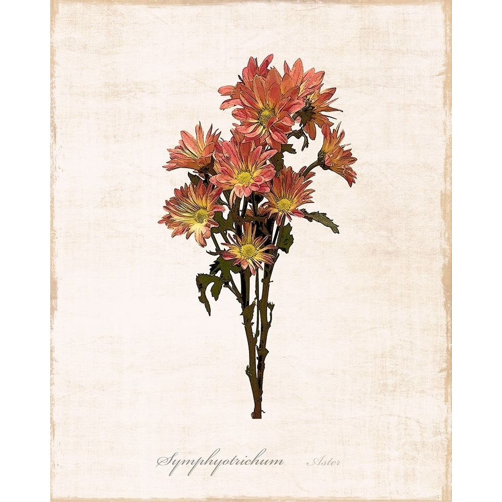 Sketchbook Aster Poster Print by Natalie Carpentieri-VARPDX41041 Image 1