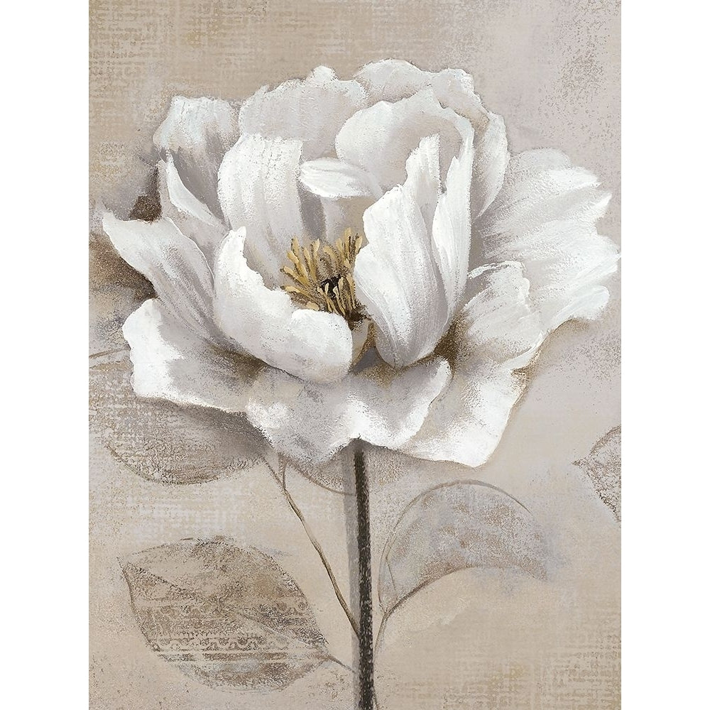 Soft White II Poster Print by Nan Nan-VARPDX41076 Image 1