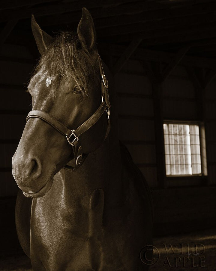 Out Of The Shadows Poster Print by Jim Dratfield-VARPDX41095 Image 1