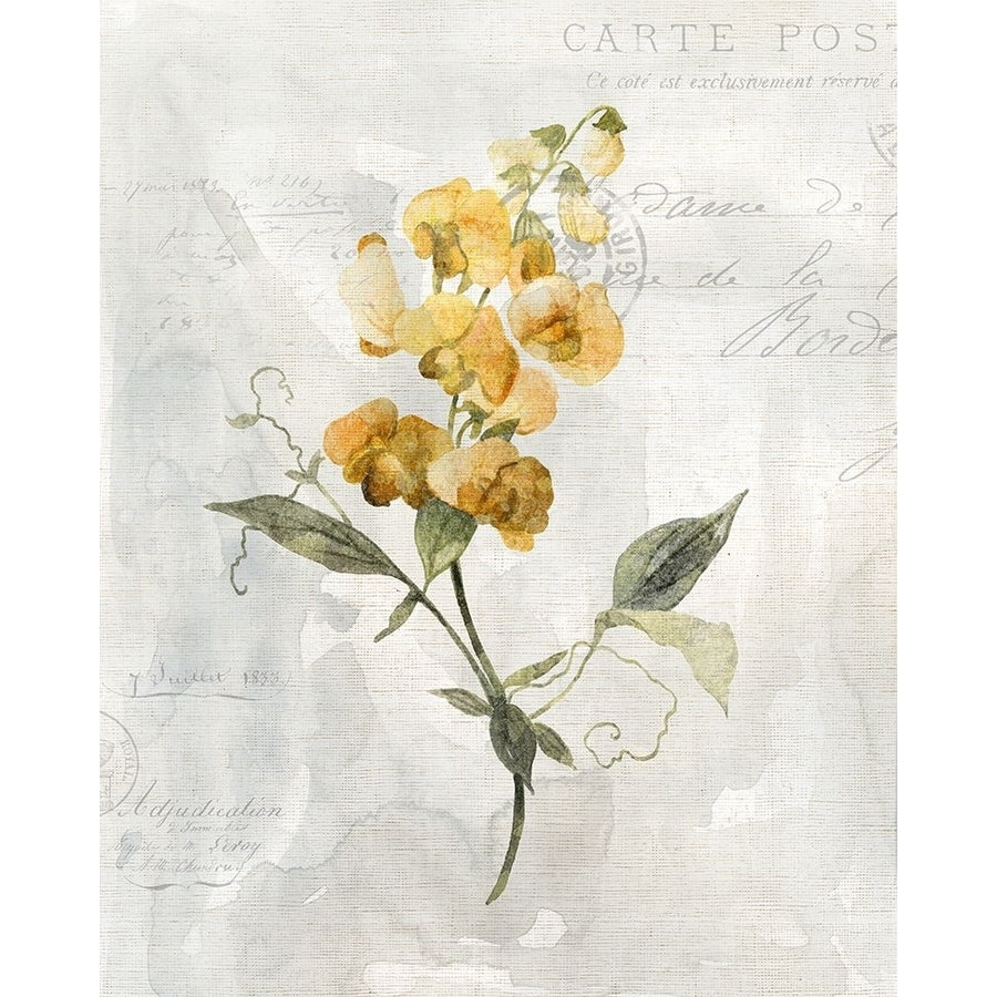 Canary Linen Sweetpea Poster Print by Carol Robinson-VARPDX41248 Image 1