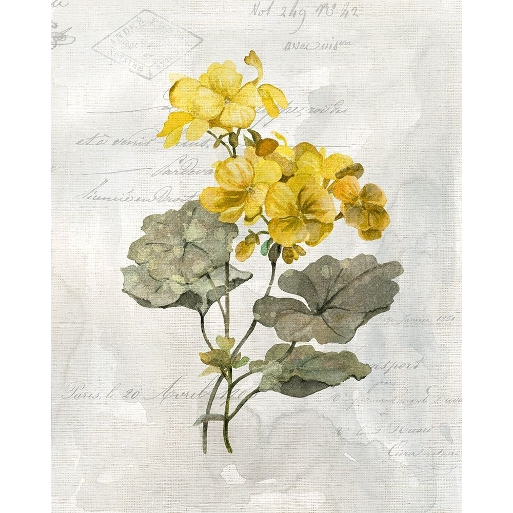 Canary Linen Geranium Poster Print by Carol Robinson-VARPDX41247 Image 1