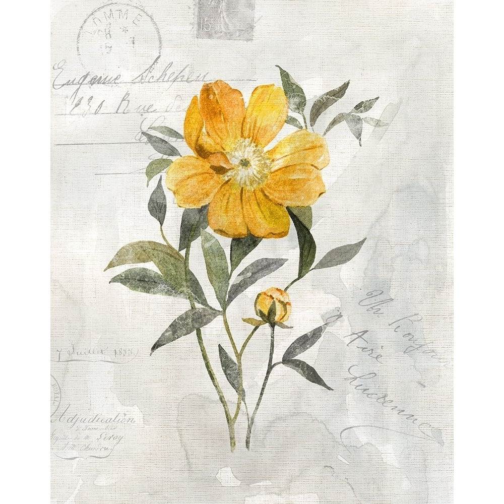 Canary Linen Peony Poster Print by Carol Robinson-VARPDX41249 Image 1