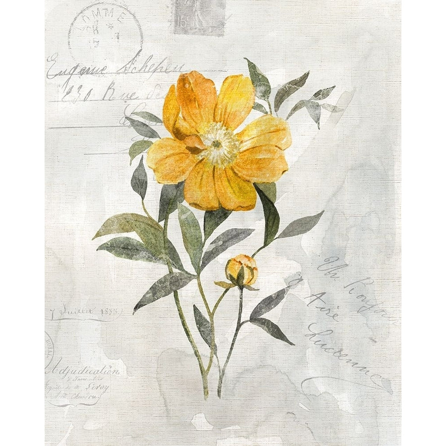 Canary Linen Peony Poster Print by Carol Robinson-VARPDX41249 Image 1