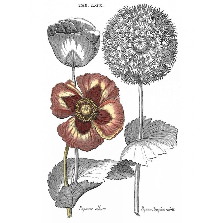 Tinted Floral II Poster Print - Basilius Besler-VARPDX41320D Image 1