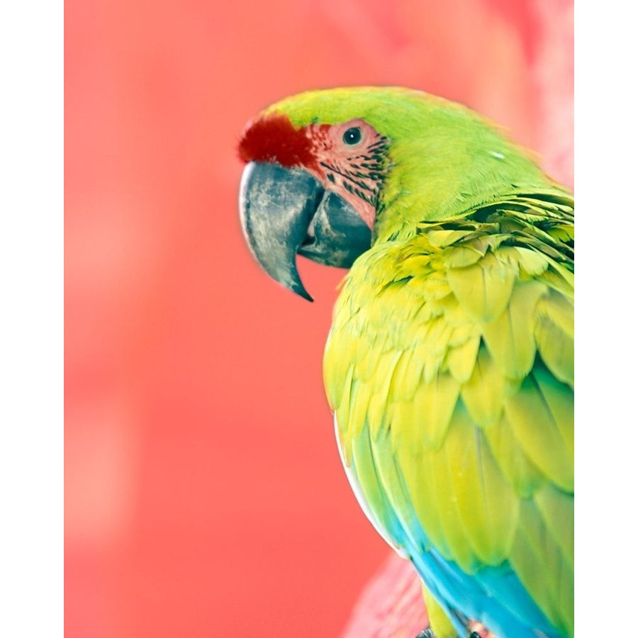 Green Macaw Poster Print by Kent Foster-VARPDX41326 Image 1