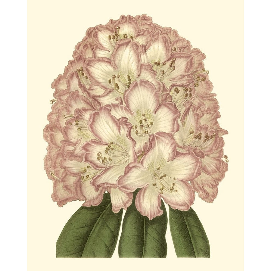 Pastel Blooms II Poster Print - Unknown-VARPDX41324D Image 1