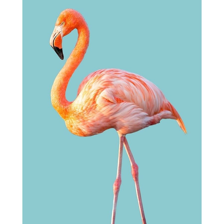 Flamingo Poster Print by Brian Jannsen-VARPDX41327 Image 1