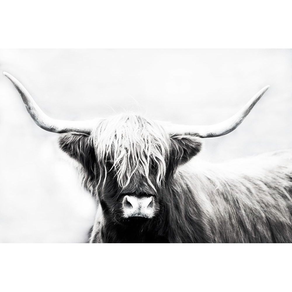 Highland Longhorn Poster Print by Cora Edmonds-VARPDX41354 Image 1