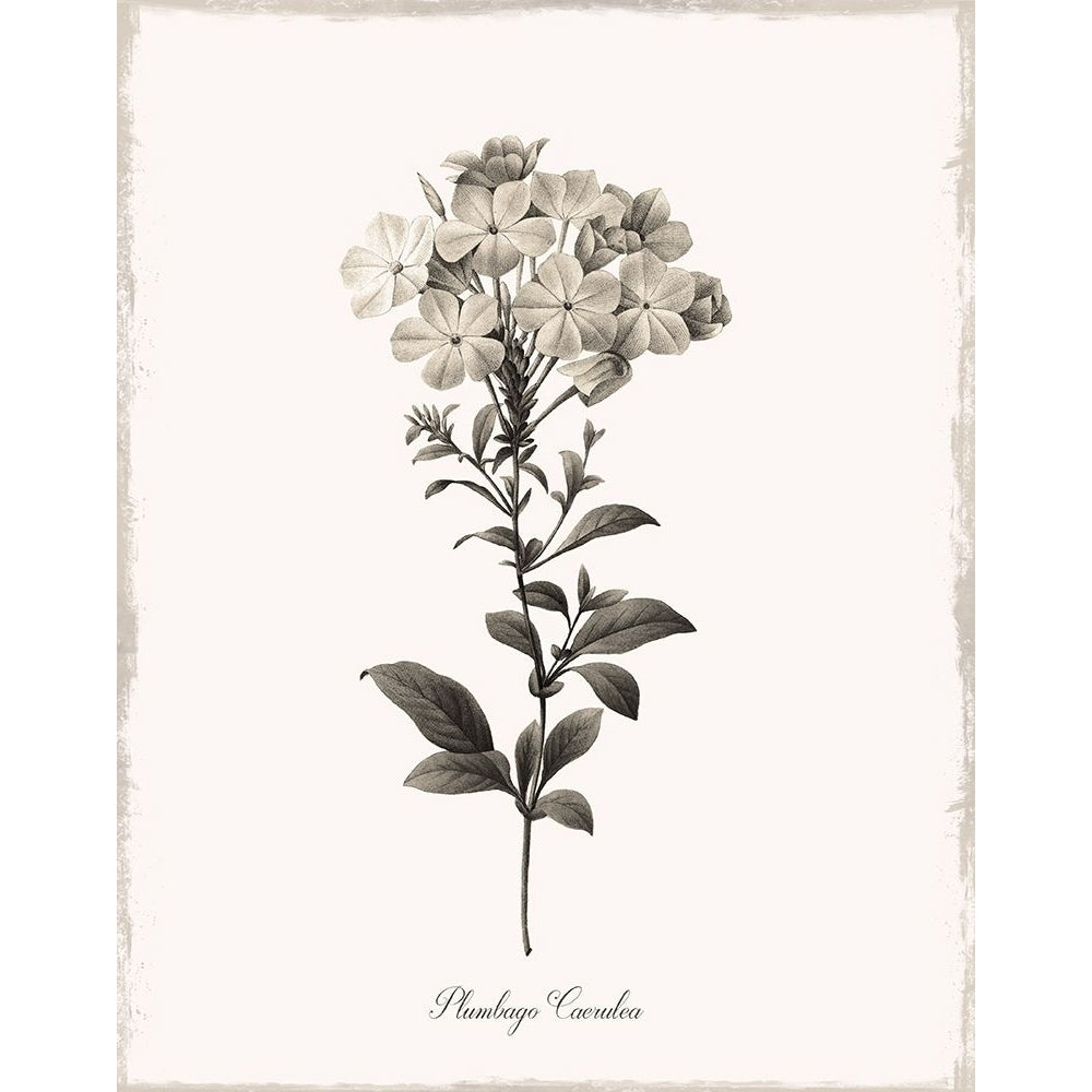 Sketchbook Leadwort Poster Print by Kelly Donovan-VARPDX41393 Image 1