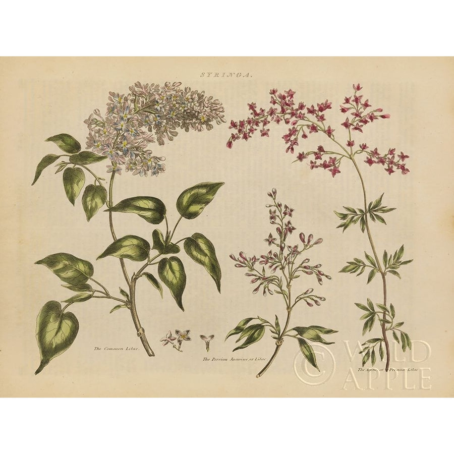 Herbal Botanical I Poster Print by Wild Apple Portfolio-VARPDX41406 Image 1